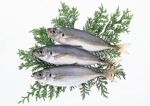 Horse Mackerel Stock Photos