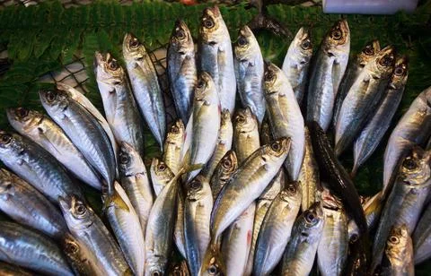 Horse mackerel Stock Photos