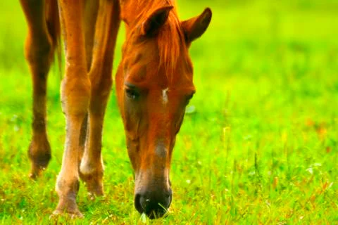 Horse macro Stock Photos