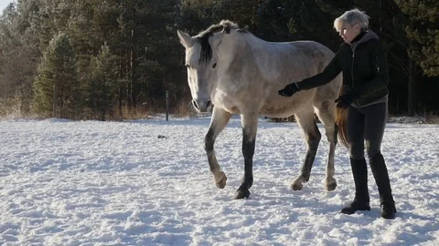 The horse makes a bow Stock Footage 83033768