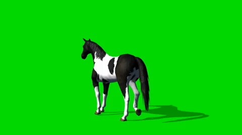 Horse makes a step - seperated on green screen Video stock 34185516