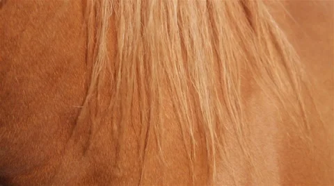 Horse Mane 03 Stock Footage 54246190