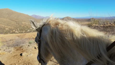 Horse Mane blows in Desert Wind Stock Footage 279886595