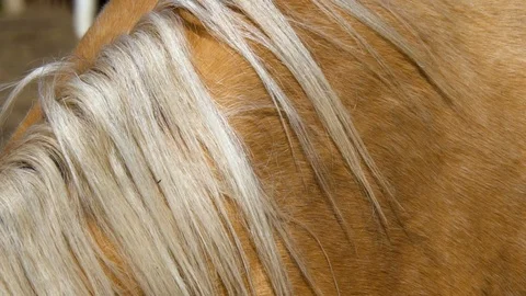 Horse mane closeup Video stock 107395561