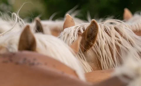 A horse mane closeup in thuringia at summer Stock Photos