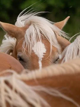 A horse mane closeup in thuringia at summer Stock Photos