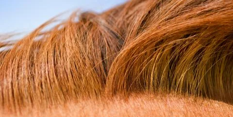 Horse mane texture Stock Photos