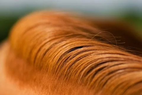 Horse mane texture Foto stock