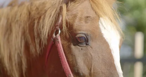 Horse with mane in the wind / Slow motion / Focus on eye Stock Footage 130965085