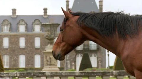 Horse with mansion in background Stock Footage 48669539