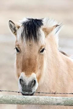Horse Mare Close Up Stock Photos