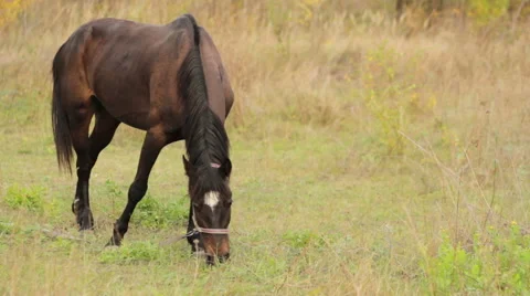 Horse, mare in the pasture Video stock 44547675