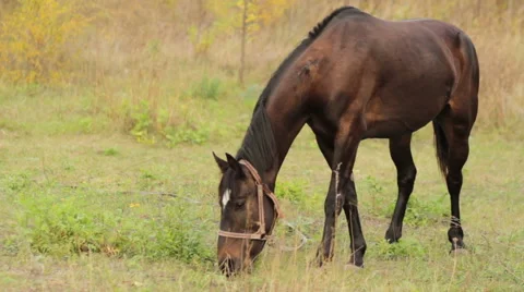 Horse, mare in the pasture Stock Footage 44547854