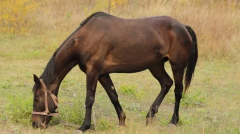 Horse, mare in the pasture Video stock 44548306