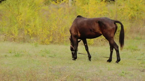 Horse, mare in the pasture Video stock 44549073