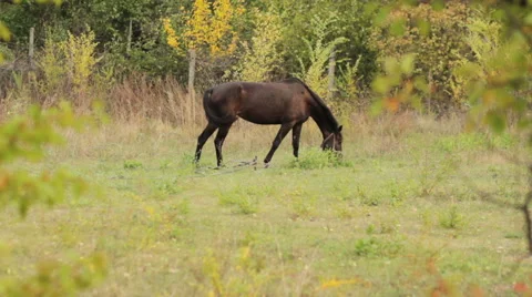 Horse, mare in the pasture Stock Footage 44549157