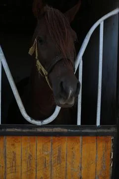 Horse &amp; Mare Stock Photos