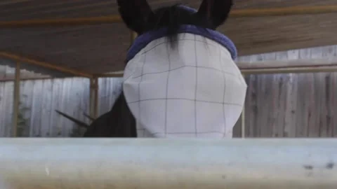 Horse With Mask Close Up Stock Footage 134738993