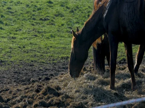 Horse in the meadow eating Stock-Footage 80253614