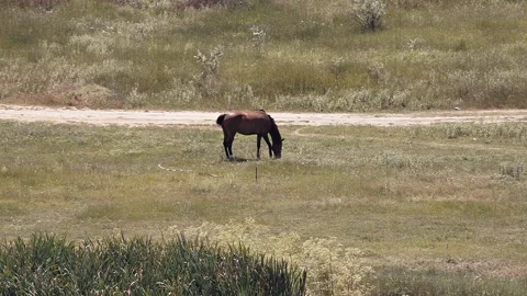 A horse in the meadow eats grass Stock Footage 133997424