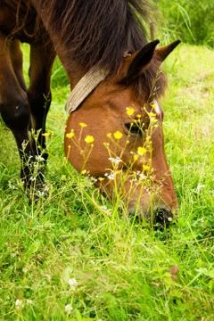 A horse in the meadow eats grass. Stock Photos
