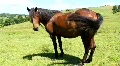 Horse on the meadow HD Footage