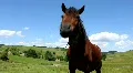 Horse on the meadow HD Footage