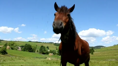 Horse on the meadow Stock Footage 737270