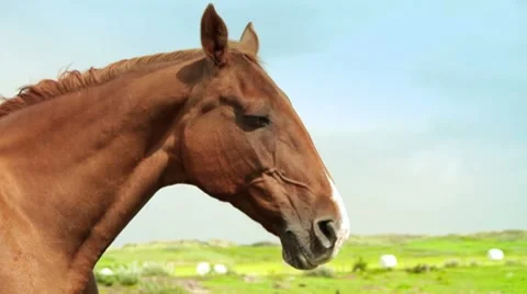 Horse In A Meadow Video stock 8826384