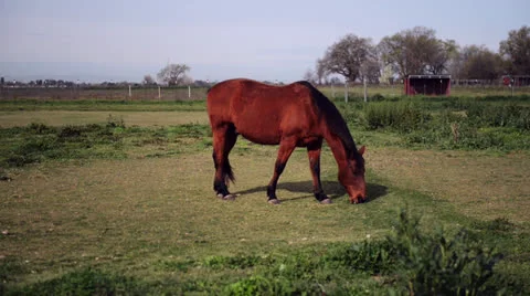 Horse in a meadow Stock Footage 22637884