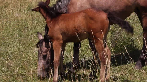 Horse on the meadow Stock Footage 24871987