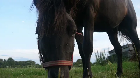 Horse on a Meadow Stock Footage 40662084