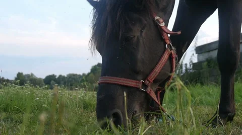 Horse on a Meadow Stock Footage 40662297