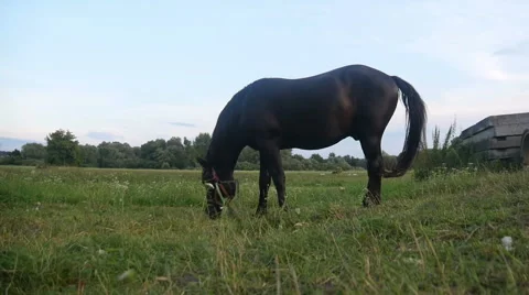 Horse on a Meadow Stock Footage 40662453