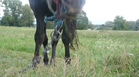 Horse on a Meadow Stock Footage 40662621