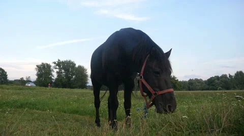 Horse on a Meadow Stock Footage 40662756
