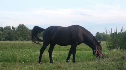 Horse on a Meadow Stock Footage 40662880