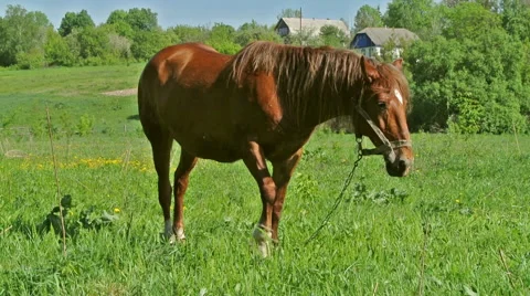 Horse on a meadow Stock Footage 42774605