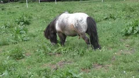 Horse in meadow 스톡 동영상 51223844