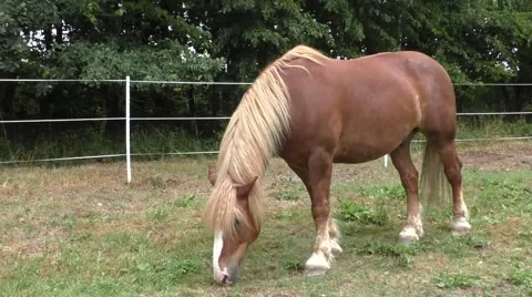 Horse in meadow Stock Footage 52722897
