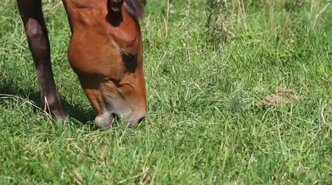 Horse on meadow Stock Footage 54711865