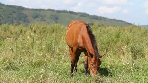 Horse on meadow Stock Footage 54711958