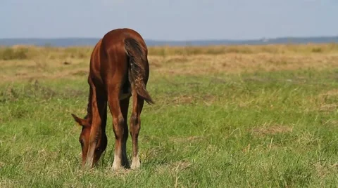 Horse on meadow Stock Footage 54712391