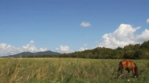 Horse on meadow Stock Footage 54712434