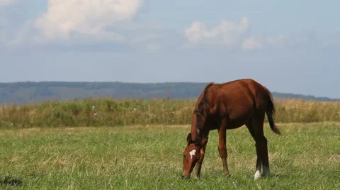 Horse on meadow Stock Footage 54712754