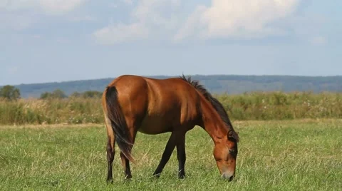 Horse on meadow Stock Footage 54712777