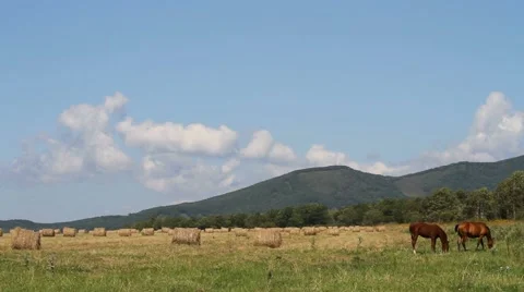 Horse on meadow Stock Footage 54712895
