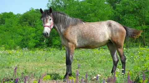 Horse In a Meadow Stock-Footage 64640863