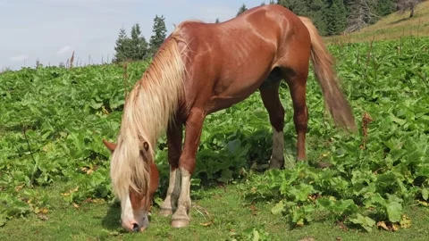 Horse on meadow Video stock 158171802