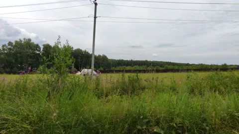 Horse in the meadow Stock Footage 203959445